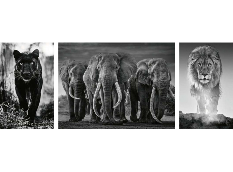 RAVENSBURGER Puzzle Triptych: Panter, sloni, lev 1000 dílků