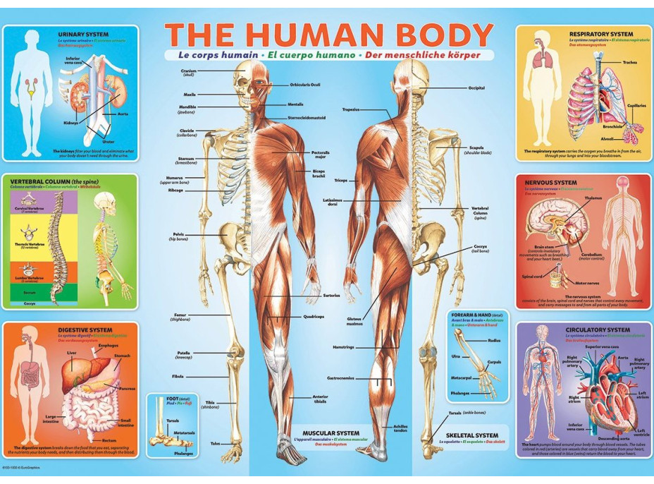 EUROGRAPHICS Puzzle Lidské tělo 200 dílků