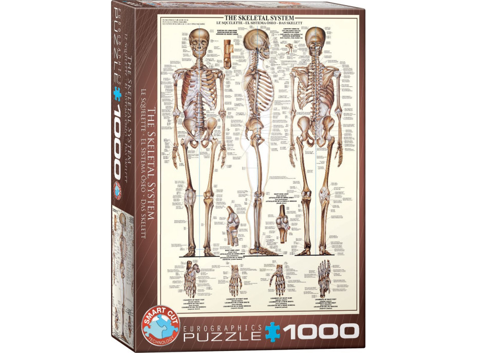 EUROGRAPHICS Puzzle Kosterní soustava 1000 dílků