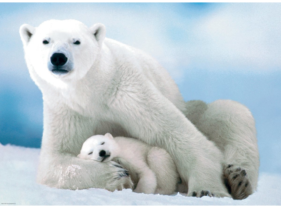 EUROGRAPHICS Puzzle Lední medvěd s mládětem 1000 dílků