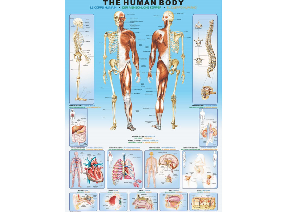 EUROGRAPHICS Puzzle Lidské tělo 1000 dílků