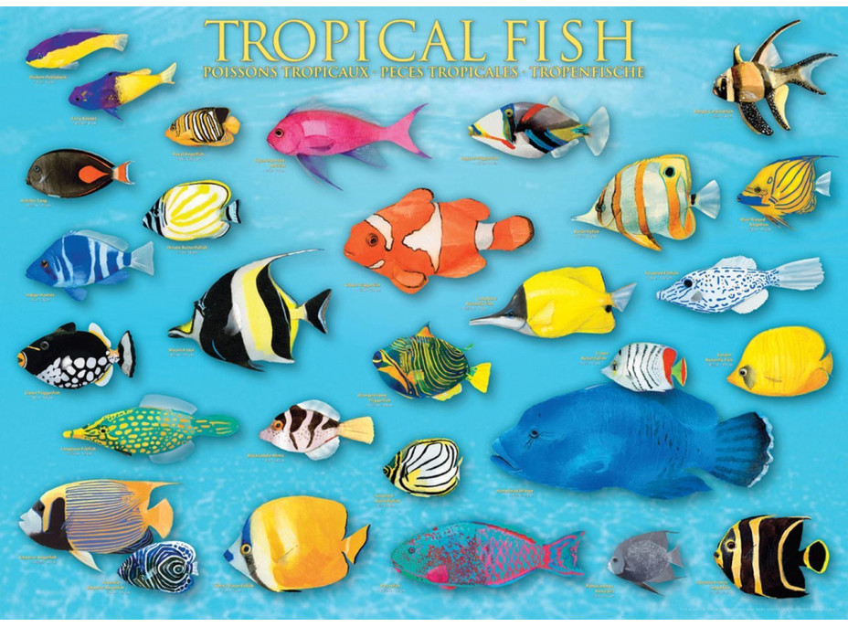 EUROGRAPHICS Puzzle Tropické ryby 1000 dílků