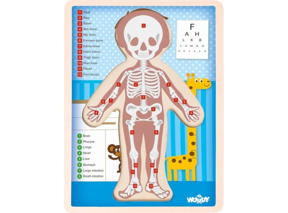 WOODY Oboustranné puzzle Lidské tělo - Chlapec (anglicky)