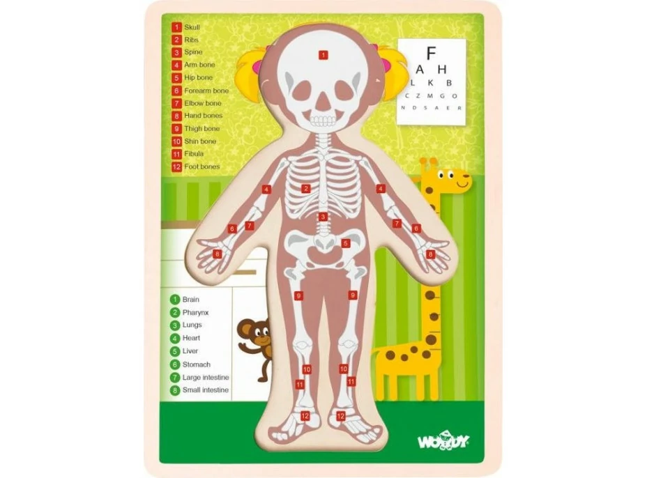 WOODY Oboustranné puzzle Lidské tělo - Dívka (anglicky)