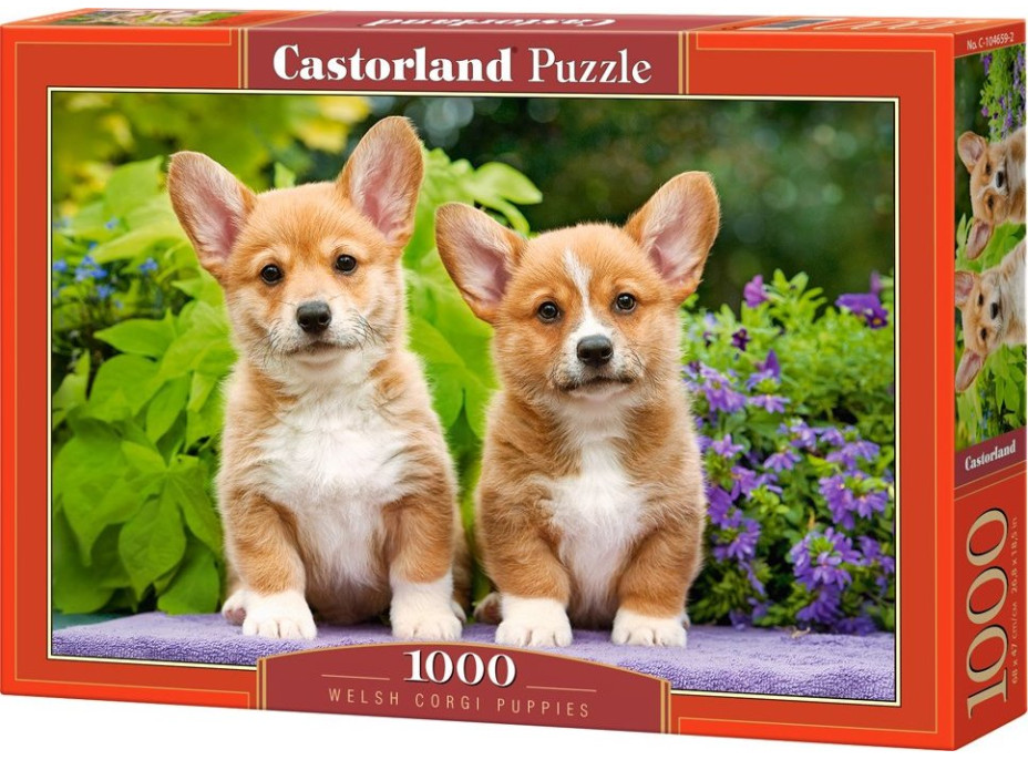 CASTORLAND Puzzle Štěňátka Welsh Corgi 1000 dílků